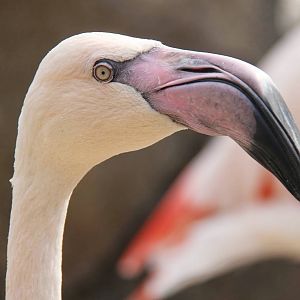 Apr. 2016 - Africa - Greater Flamingo