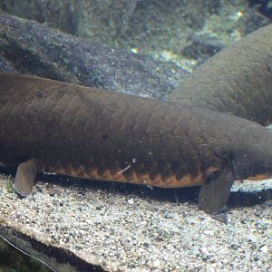 Australian lungfish