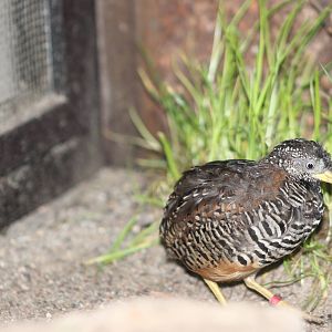 Barred buttonquail