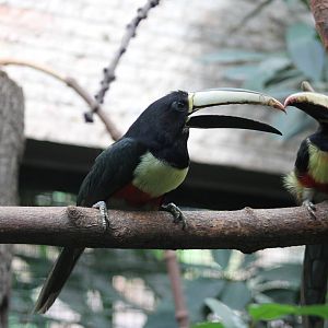 Black-necked aracari