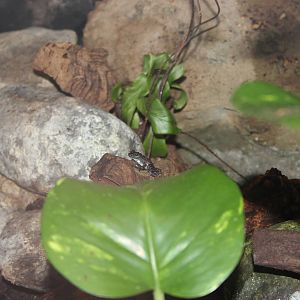 Black dotted rock frog