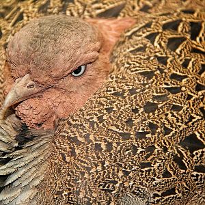 Apr. 2016 - Wings of the World - Buff-crested Bustard