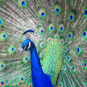 Apr. 2016 - Indian Peafowl