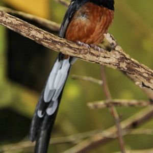 Apr. 2016 - Wings of the World - White-rumped Shama