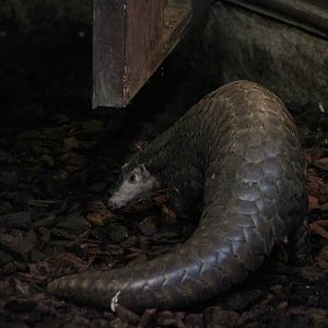 Chinese pangolin