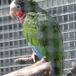 Cuban Amazon parrot