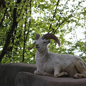 Dall's sheep