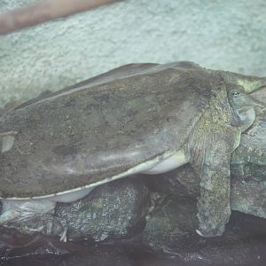 Florida softshell turtle
