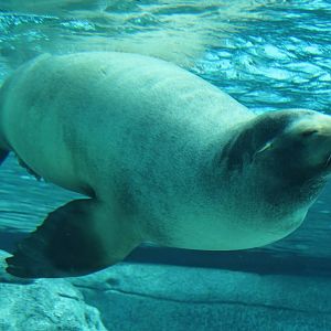 Apr. 2016 - Seal Falls - Duke