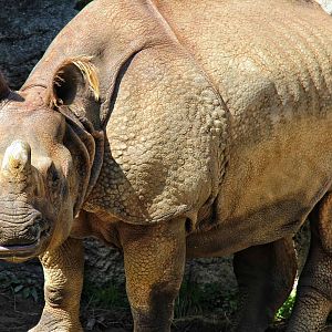 Apr. 2016 - Rhino Reserve - Manjula - Female Indian Rhinoceros