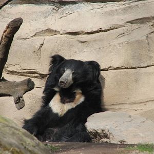 Indian sloth bear