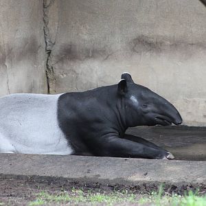 Malayan tapir