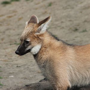 Maned wolf