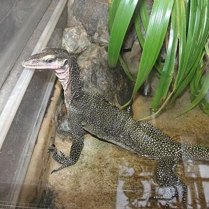 Peach-throated monitor