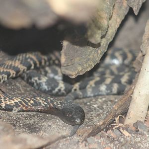 Ring-necked spitting cobra