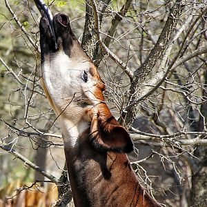 Apr. 2016 - Rhino Reserve - Kuvua