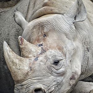 Mar. 2016 - Rhino Reserve - Seyia
