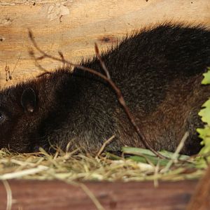 Southern Luzon cloud rat