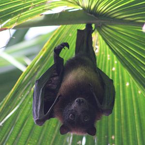 Vietnamese small flying fox