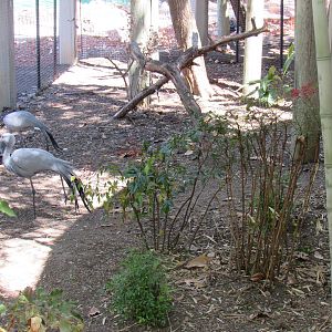 New Mixed-Species Bird Exhibit