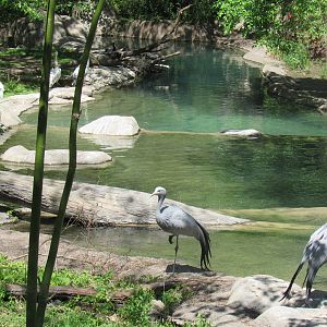 Great Rift Valley Habitat