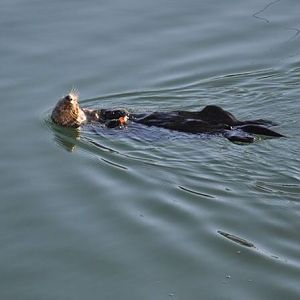 Sea Otter - Alaska