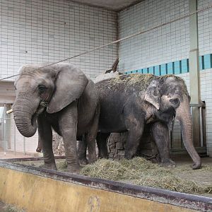 African elephant and Asian elephant