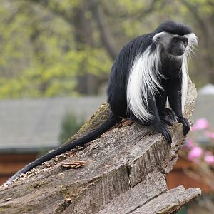 Peter's Angola colobus