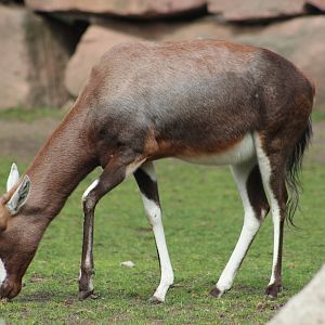 Blesbok
