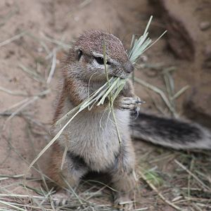 Cape ground squirrel