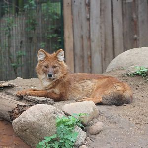 Chinese dhole