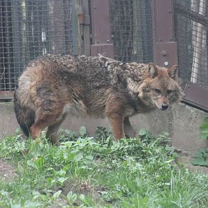 Eurasian golden jackal