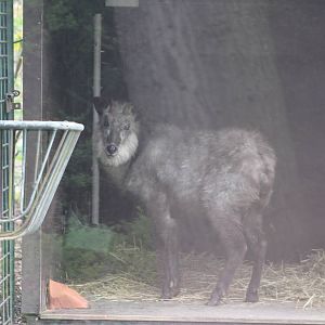 Japanese serow