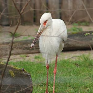 Maguari stork
