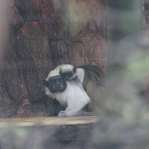 Pied tamarin and youngster