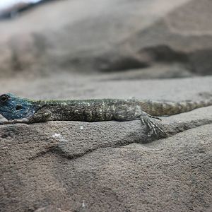 Plains agama