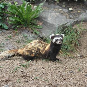 Syrian marbled polecat