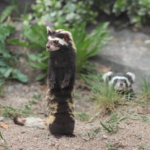 Syrian marbled polecat