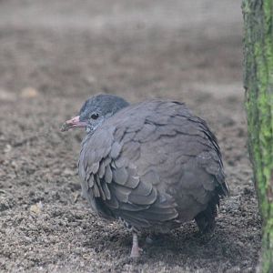 Tataupa tinamou