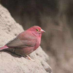 Uganda red-billed fire-finch