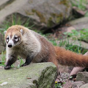 White-nosed coati