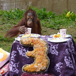 Orang birthday party, 11 April 2016