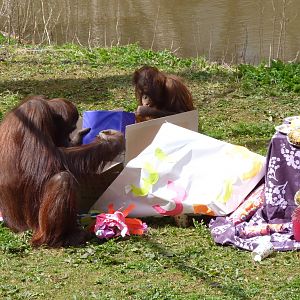 Orang birthday party, 11 April 2016