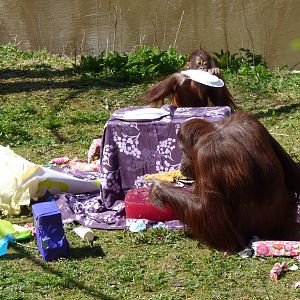 Orang birthday party, 11 April 2016