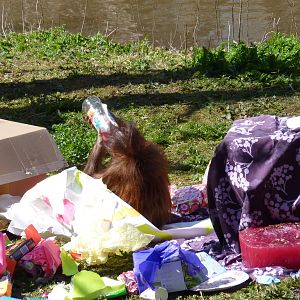 Orang birthday party, 11 April 2016