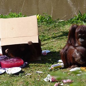 Orang birthday party, 11 April 2016