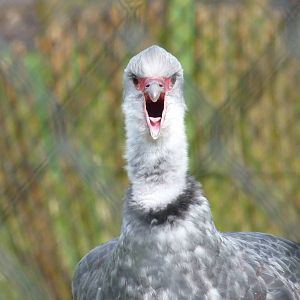 Southern Screamer, April 2016