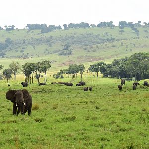 Elephants and Oloololo Escarpment