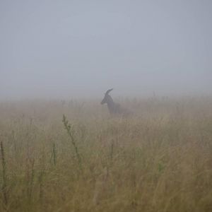 Topi in the Fog  -  Masai Mara