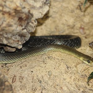 Aesculapian snake